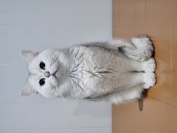 Safkan british longhair