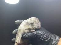 French bulldog 2 günlük