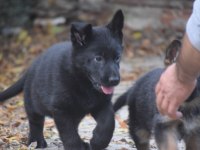 Secereli show line kan hattına sahip alman çoban köpeği