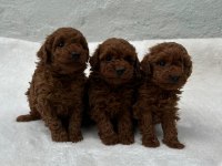 SEÇKİN POODLE YAVRULAR ZİYARETE AÇIK 