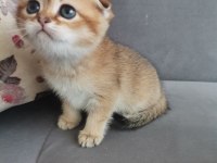 Scottish fold golden dişi