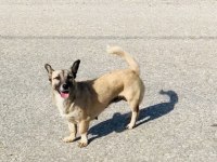 ÜCRETSİZ SAHİPLENDİRME KÖPEĞİMİZ
