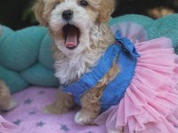 Maltipoo Mini Teacup Yavrularımız