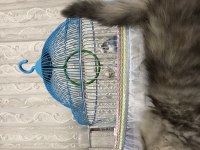 British Longhair