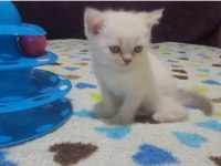 British shorthair blue point