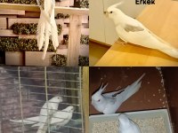Yumurtalı heavy sultan takım erkeği ful evcil konuşma var