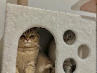 Muazza erkek british shorthair ücretli ilandır