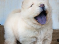CHOWCHOW DÜNYASINDAN IRK GARANTİLİ YAVRULARIMIZ