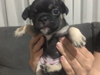 Blue Merle Black Tan Fawn French Bulldog Yavrular