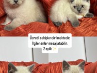 Blue point yavru 2 aylık british shorthair