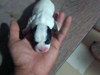 French bulldog yavrularımız