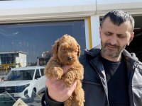 EN GÜZEL MALTİPOO YAVRULAR RENK RENK ANKARA