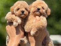 Evinize Neşe Getirecek Teacup Maltipoo Yavrularımız