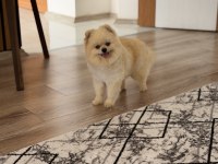 Ayı surat yetişkin pomeranian boo