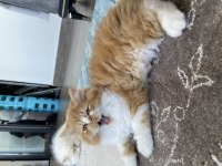 Chinchilla bebekler ailelerini arıyor