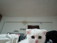 Beyaz dışı diğeri erkek kedilerin sahiplendirilir