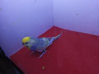 Rainbow muhabbet kuşları