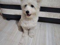 En güzel morkie