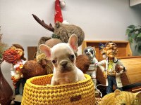 Full Şecereli French Bulldog Yavrular