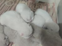 Scottish Fold Bulu Point Yavrular