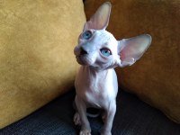 3 Aylık Erkek - Sphynx Kanada
