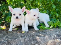 0 Numara Chihuahua Yavrularım Sağlık Irk Garantili