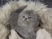 SCOTTİSH FOLD KEDİSİ