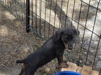A kalite doberman yavrularımız