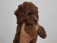 Red brown kore erkek ve dişi toy poodle yavrular