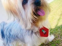 Uyguna wc eğitimli bakımlı köpeğimiz
