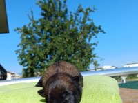 Rezerve açık üst düzey malinois yavrular
