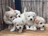 Irk Ve Sağlık Garantili Maltipoo Bebekler