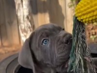 Atletik Cane Corso yavrular