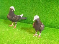 GÜZEL YAVRUYA BAKAN BİR BAKICI TAKIM GÜVERCİN