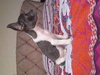 Hayatınıza sevgi katın french bulldog