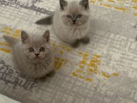 Scottish fold kedimiz bebeklerimiz yeni yuvalarını arıyor