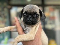 HAMBURGER SURAT PUG MOPS YAVRULARIMIZ