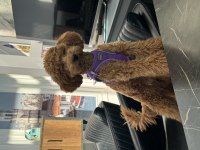 Poodle Kızıma Eş Arıyoruz