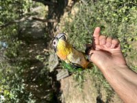 Evcil Kayık (Caique) Papağanı ve Kafesi