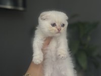 SCOTTISH FOLD SILVER YAVRULARIM 