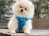 Pomeranian boo 2 aylık orjinal yavrularımız