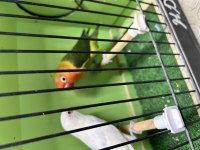 Sağlıklı Cennet Papağanı Takım Albino Ve Yeşil