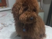 9 aylık poodle tüm aşıları kontrolleri yapıldı