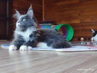 Dernek kayıtları yapılmış safkan şecereli maine coon