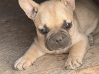 Çok acil son bir adet dişi french bulldog kalmıştır