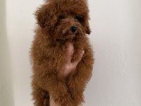 KORE POODLE TEACUP