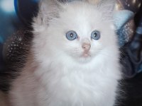 Peri masalı ragdoll yavrularım