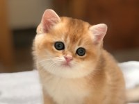 A Kalite British Shorthair Golden Yavrular