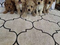 Sağlıklı orjinal maltipoo yavrular