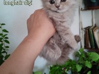 Scottish fold dişi